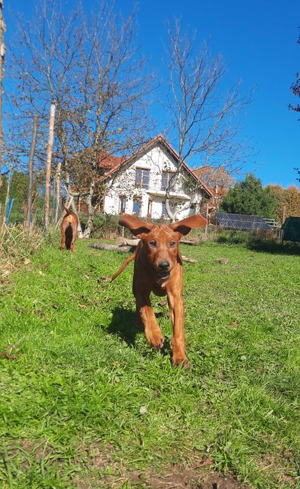 Top Rodowód -Suczka -Szczeniak wystawowy Rhodesian Ridgeback- ZKwP