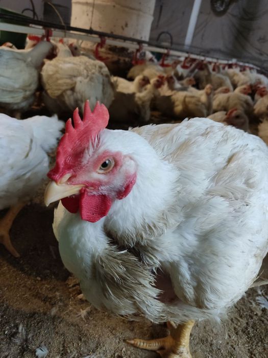 Продам бройлерів живою вагою