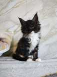 Kocurek Maine Coon