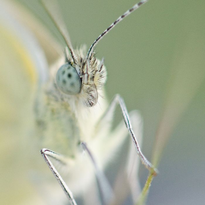 Obiektyw Nikon AF-S Micro Nikkor 105mm 1:2,8 G ED VR
