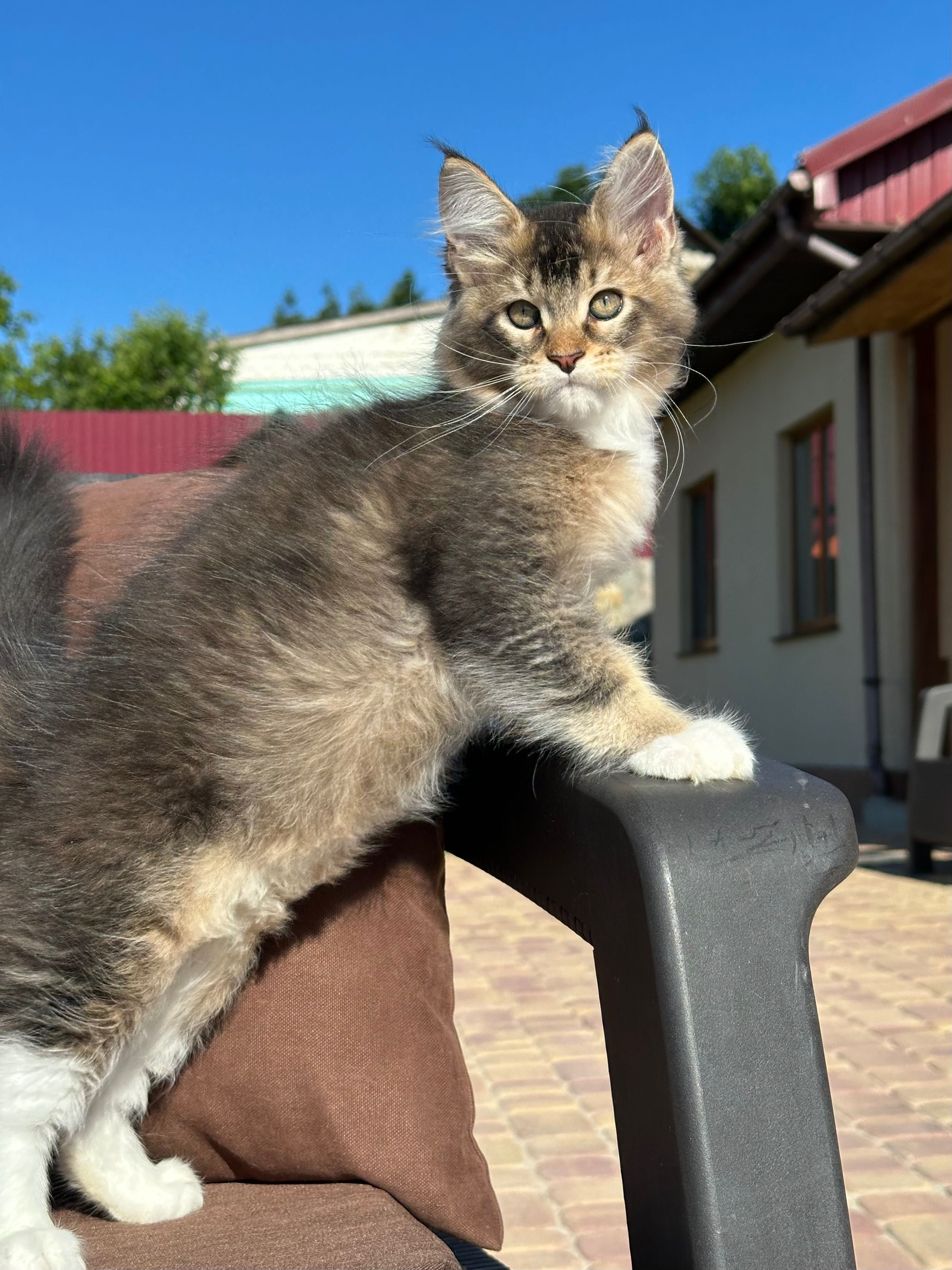 Stark-kocurek Maine Coon
