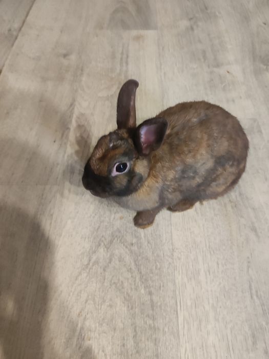 Króliki miniaturki
