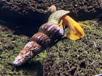 ślimak tylomenia gold z Sulawesi