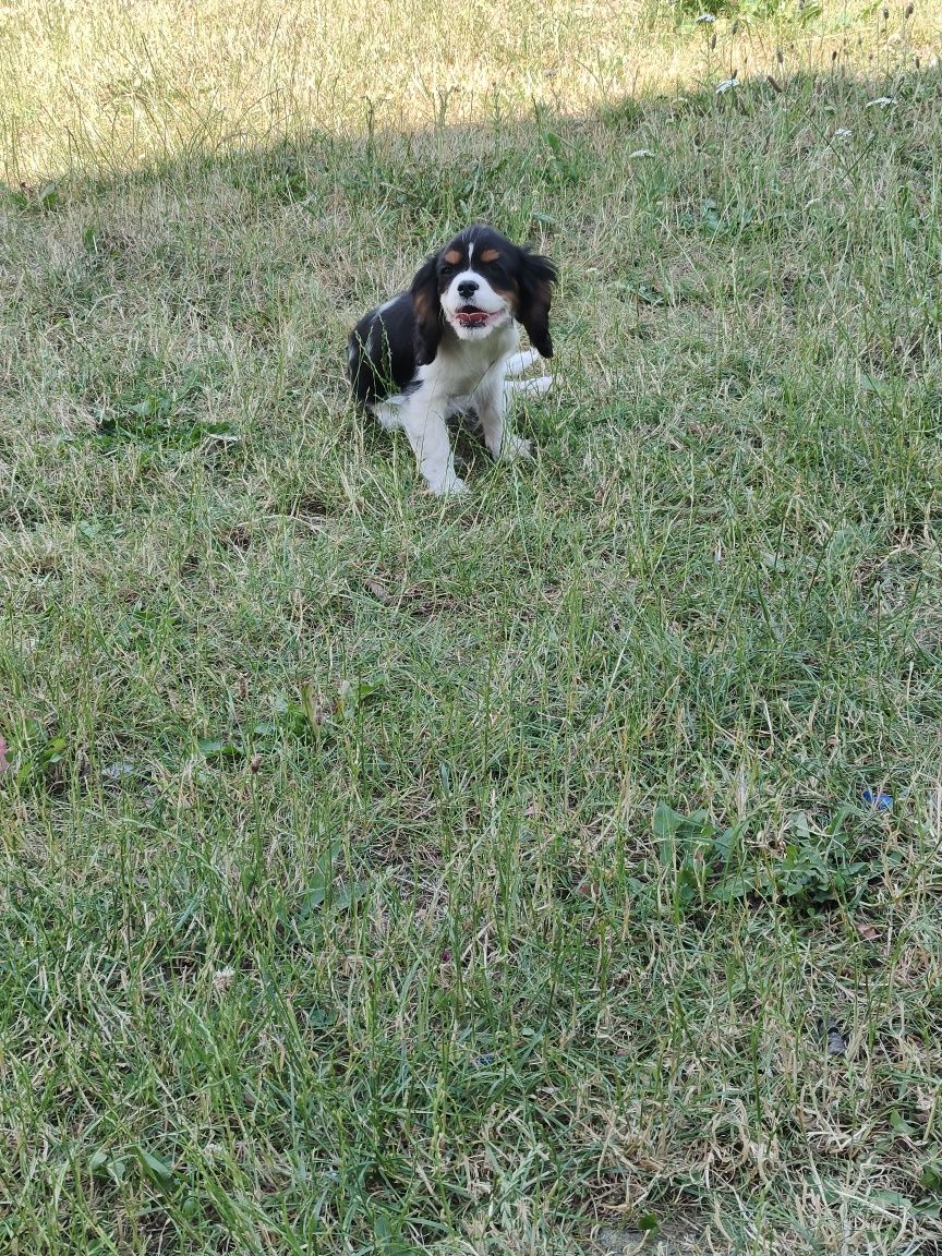 Cavalier King Charles Spaniel paniel