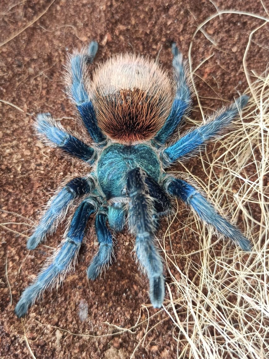 Samica Chromatopelma cyaneopubescens chromka