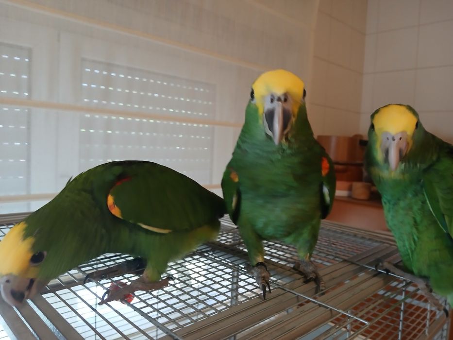 Casal de Amazona oratrix