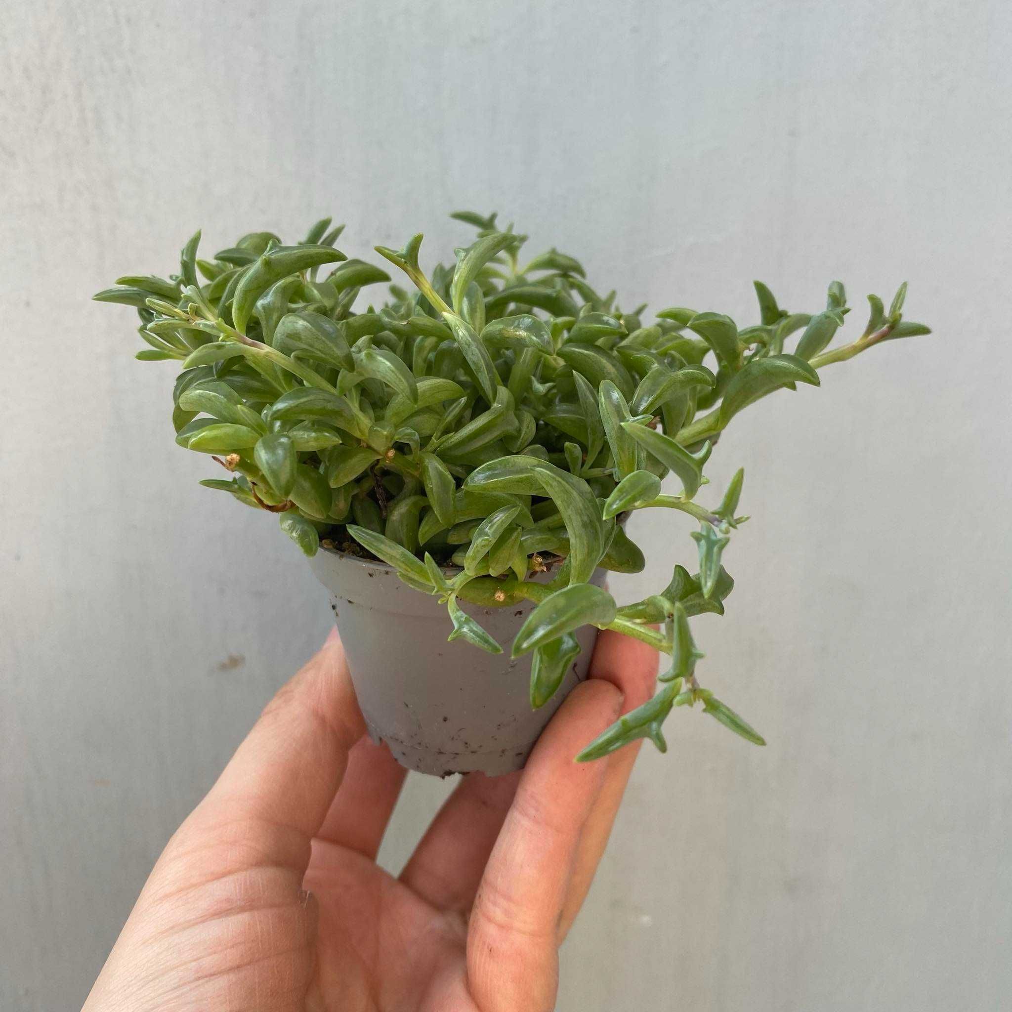 Senecio Peregrinus Starzec Delfinek