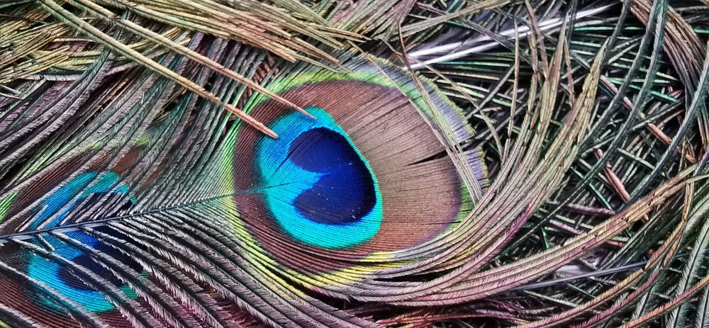 Penas de Pavão azul
