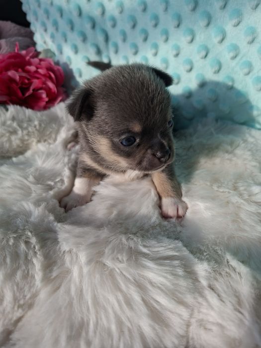 Chihuahua krótkowłosy blue tan Lucek