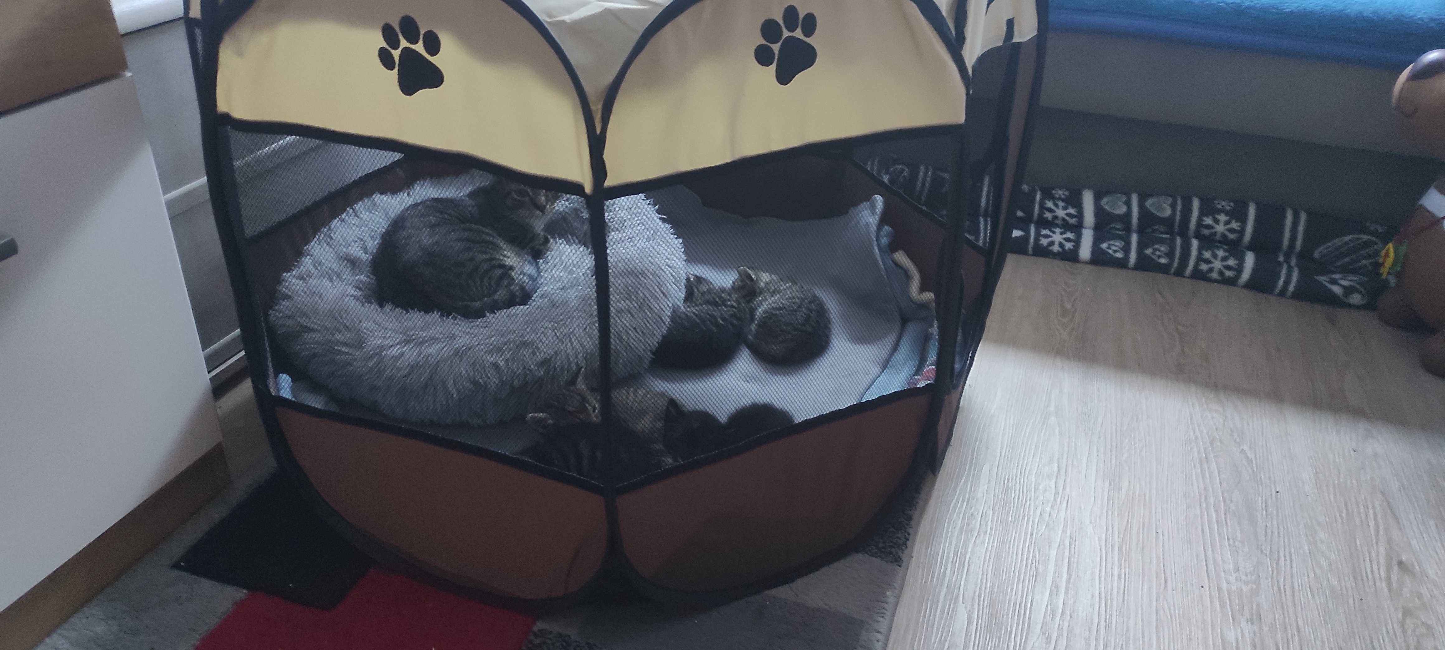 Kotki do adopcji