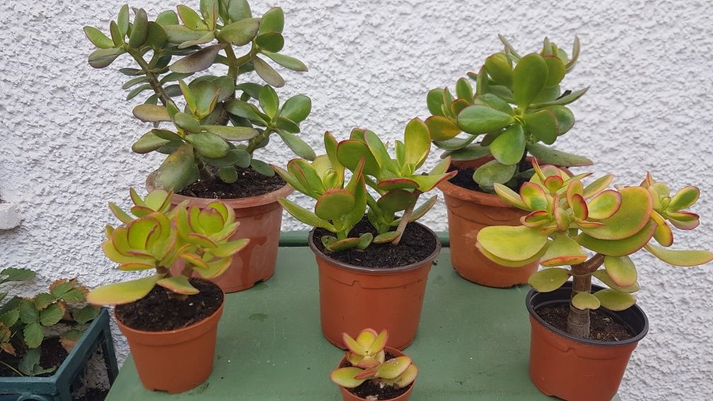 Planta de Jade (vários tamanhos), desde 1 €.
