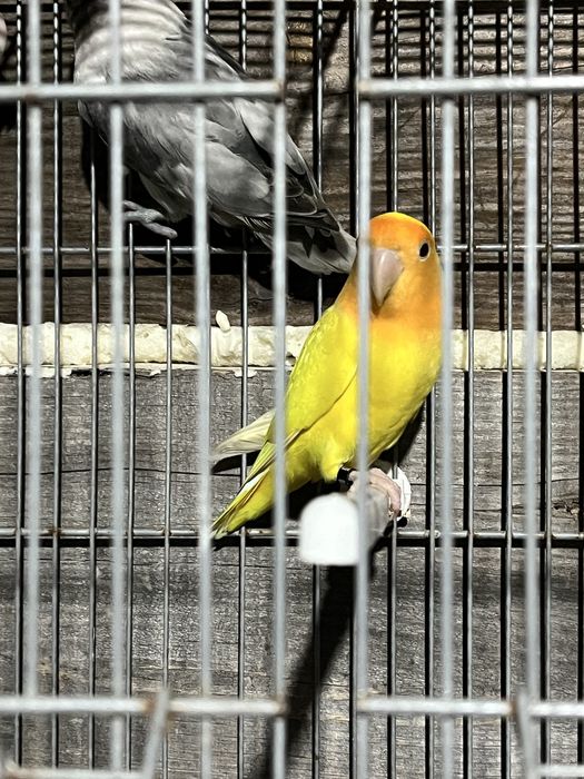 Agapornis roseicollis e agapornis personta