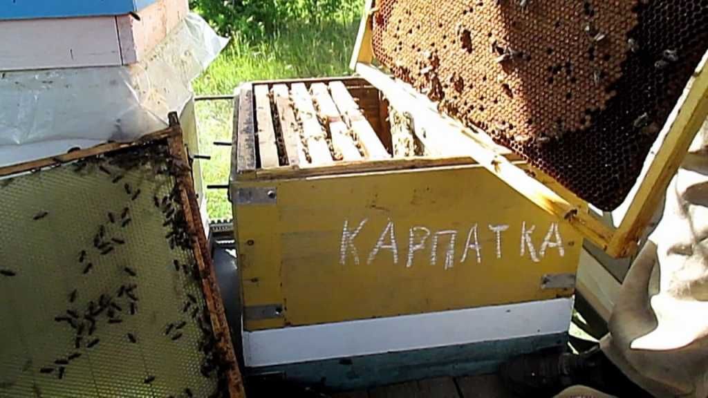 Бджолопакети карпатської породи