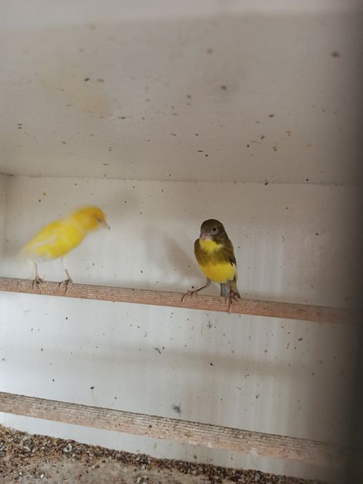 Kanarki kanarek para