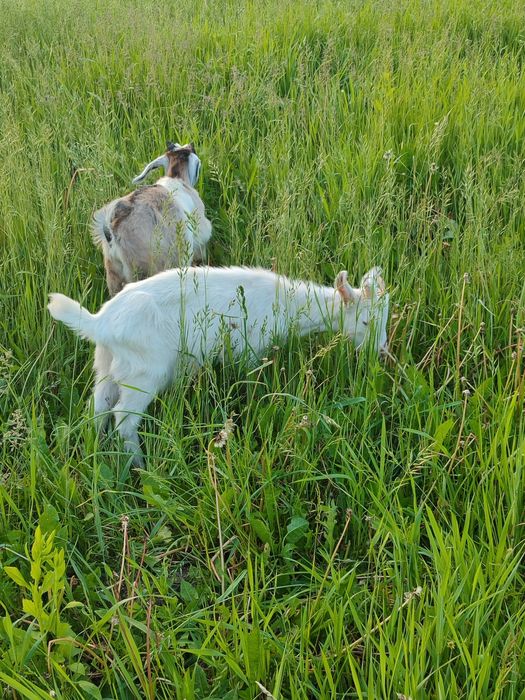 Продам козликів для спарювання