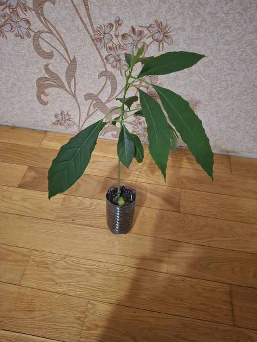 Авокадо кімнатне