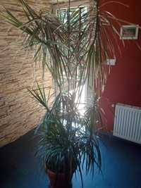 DRACENA wysoka ok170cm