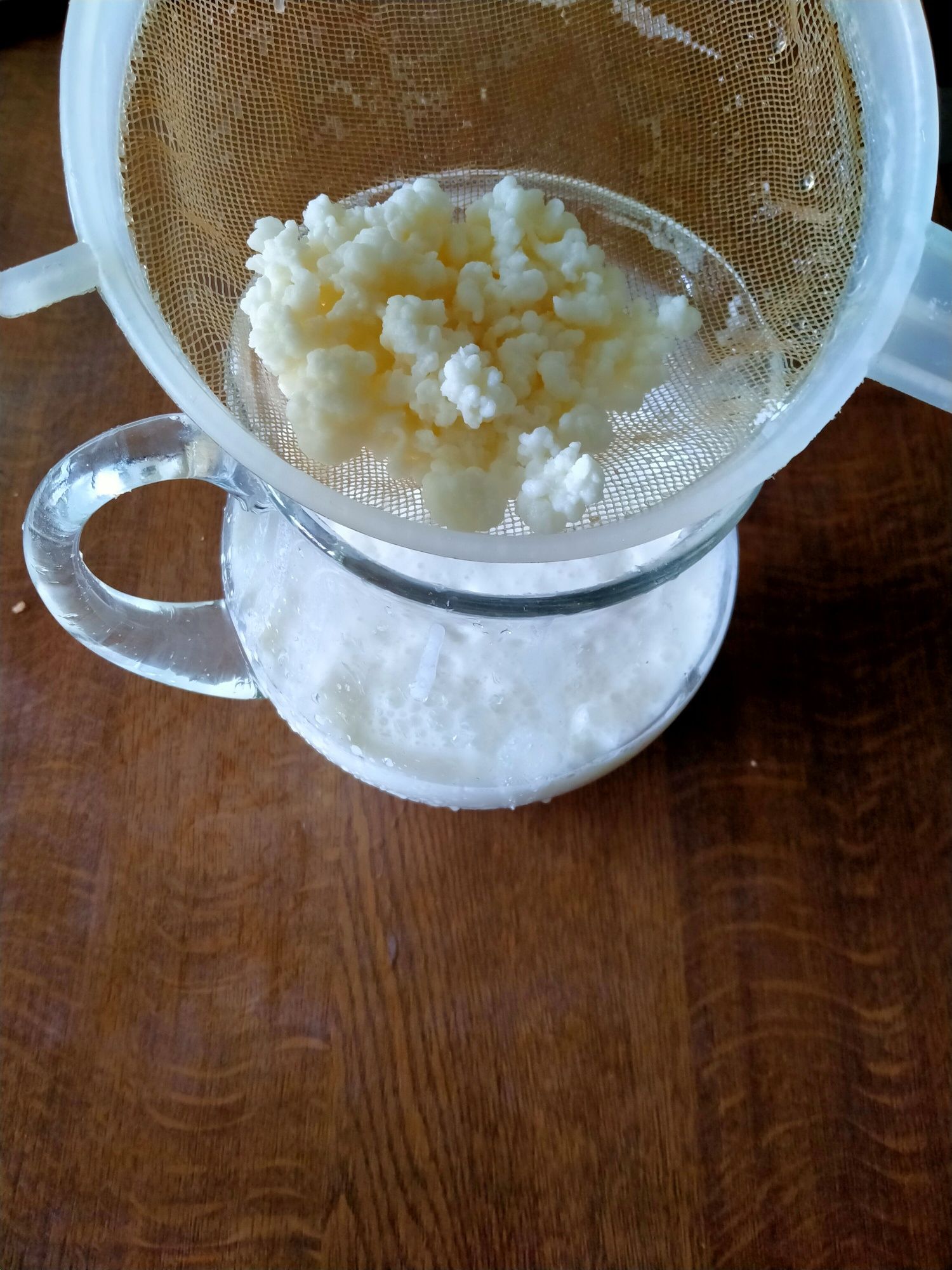Grzybek tybetański zdrowotny kefir
