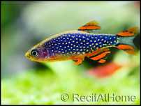 Niebiański danio perłowy