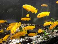 Pseudotropheus saulosi - Malawi