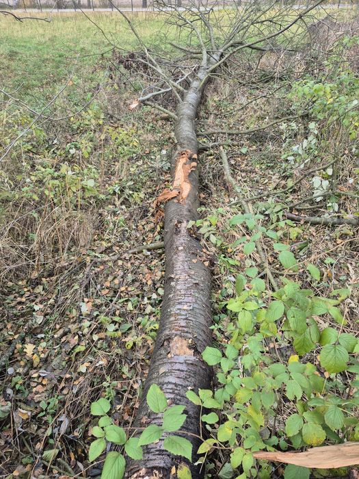 Drzewo Czereśni średnica 60 cm długości około 7m