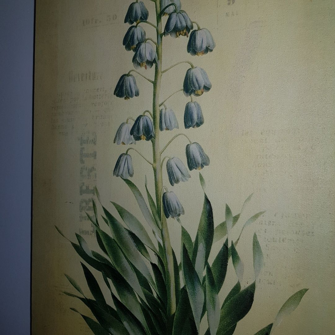 Obraz wiosenny vintage retro botaniczny rycina Lilia perska rustykalny