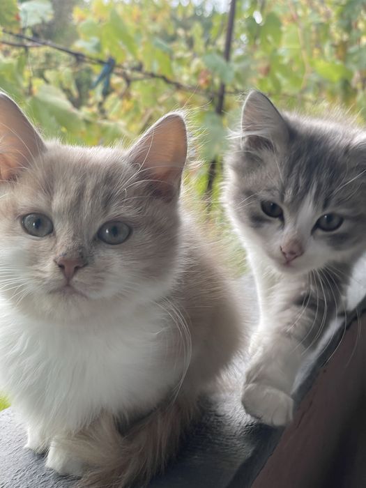 В добрі руки 2 котики всі хлопці