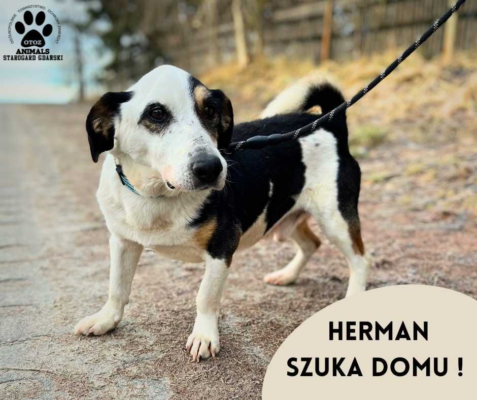 Spokojny psiak Herman szuka domu