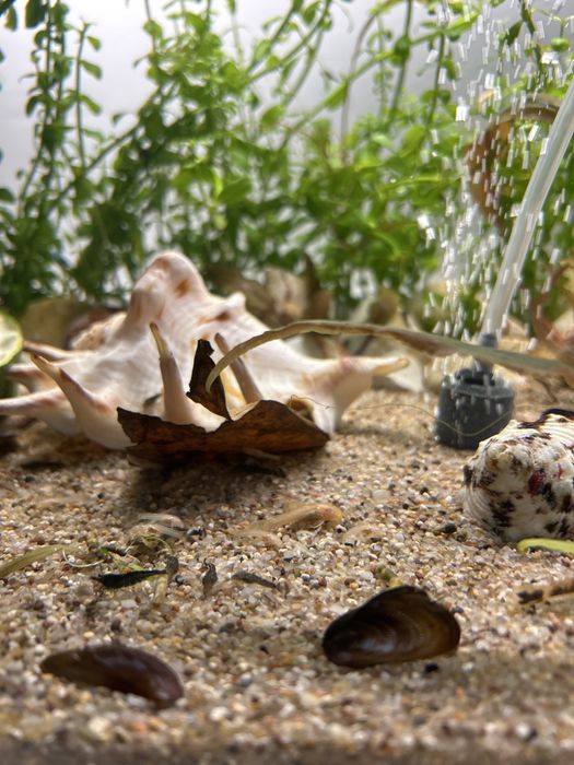 Oddam glonojady, pilnie (kolejne pokolenie w drodze…)