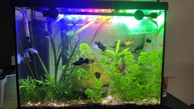 Kit plantas aquário