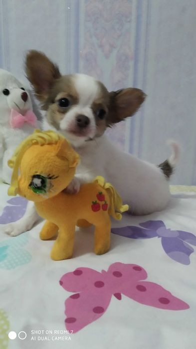 Чіхуахуа красень Ромка запрошує на вязку