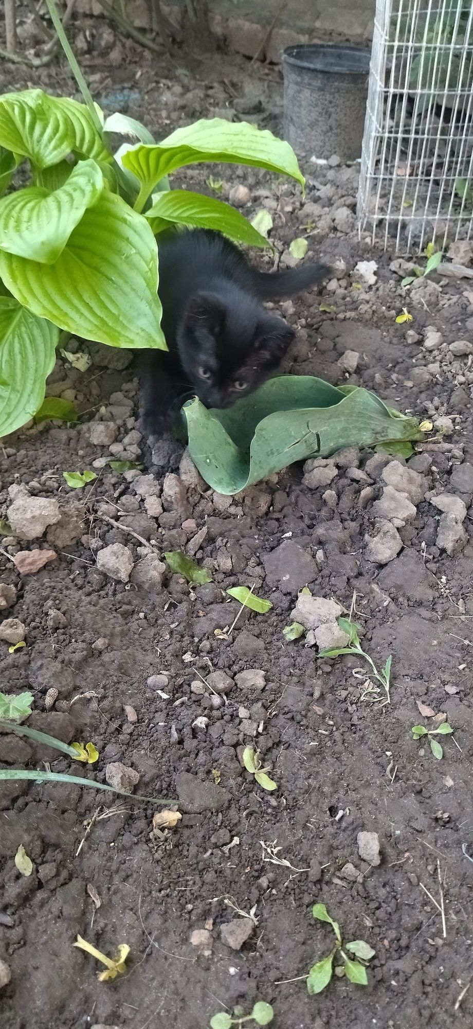 Котик в добрі руки