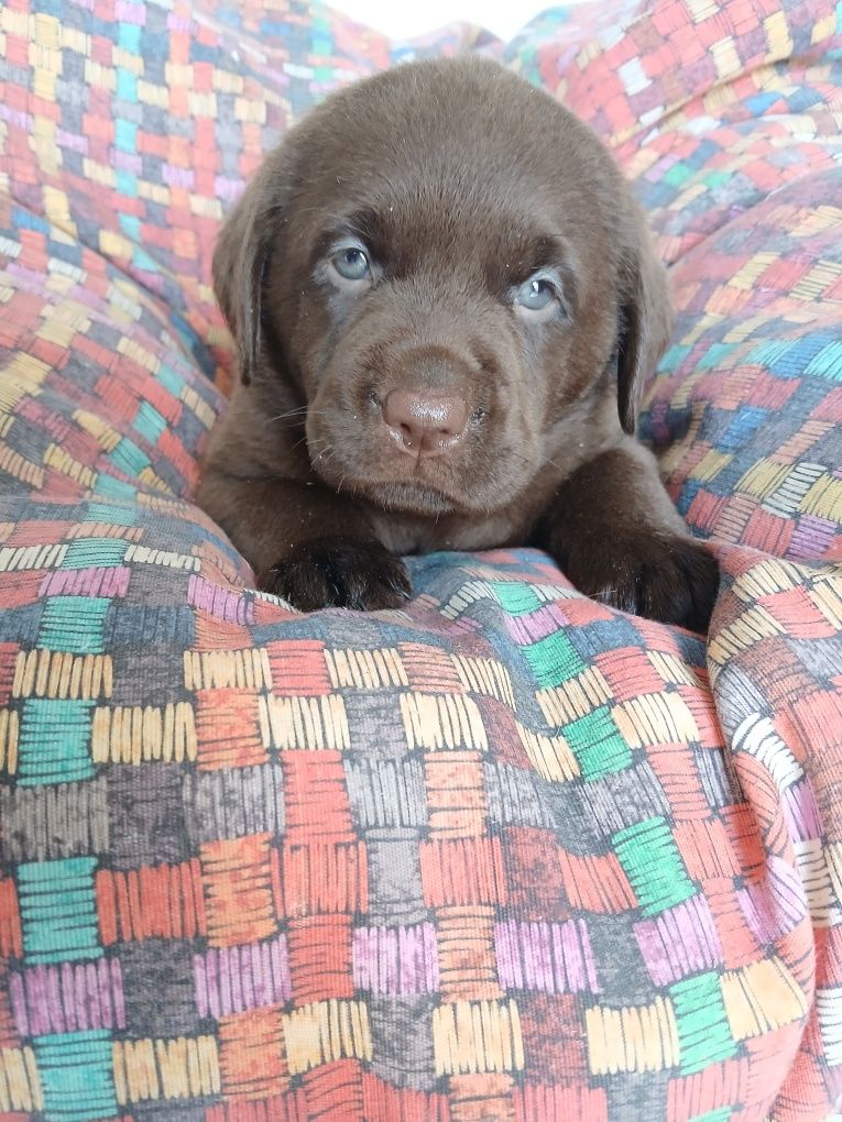 Labrador Retriever chocolate