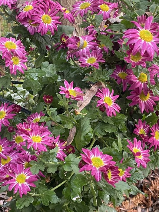 Chryzantemy zimujące w gruncie mix od 15 zł sadzonki