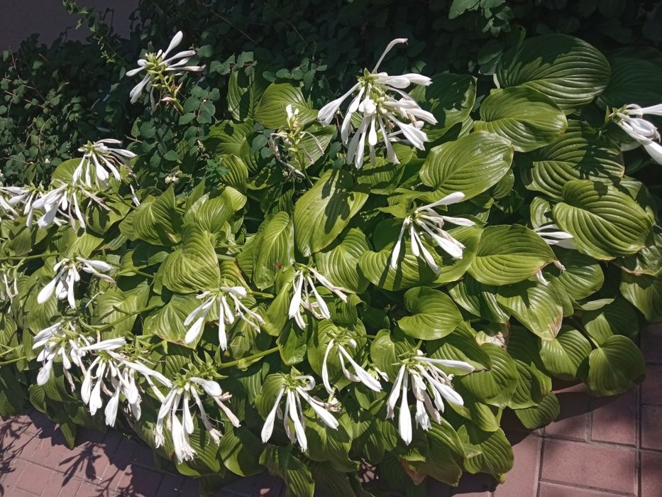 Сансевьерия. Хоста. Алое. Лилия белая