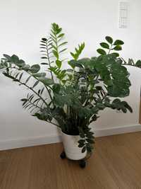 Zamiokulkas - roślina, duża, zdrowa