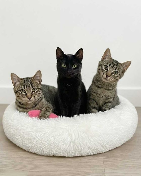 Setúbal / Margem Sul / Lisboa — NINHADA DO CREIRO, bebés para adoção