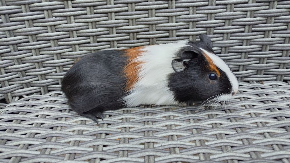 Świnki świnka morska