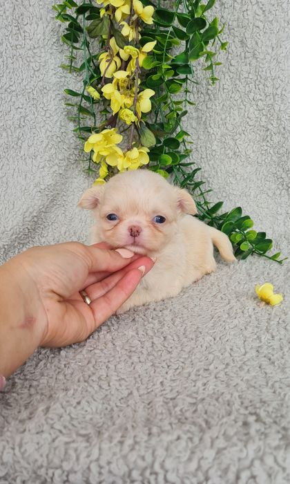 Excecional menina mini pelo longo Chihuahua/Chiuaua LinhagemRussa