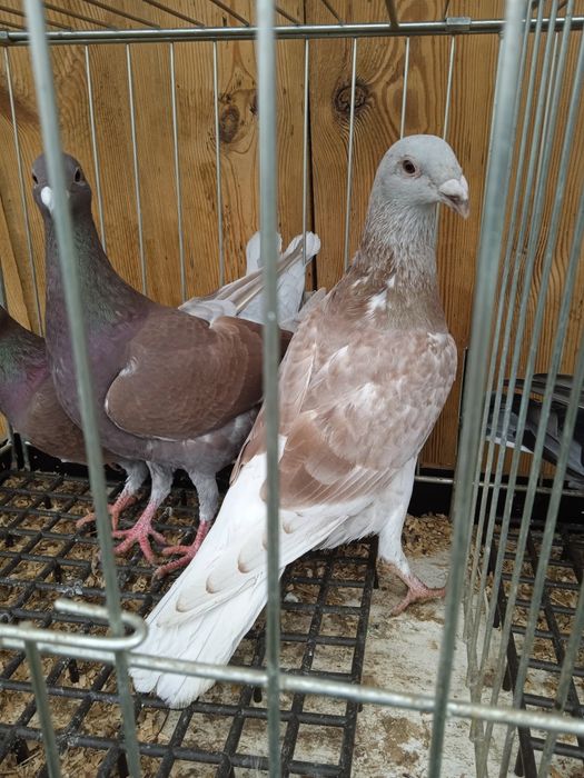 Pocztowe kolorowe ozdobne młode