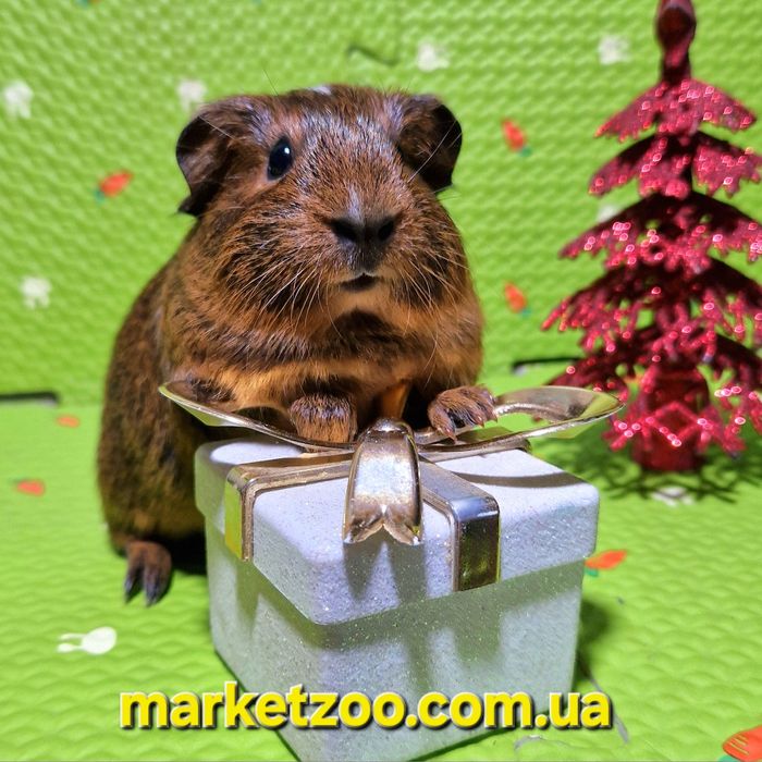 Ваш ідеальний пухнастий друг уже чекає на вас!