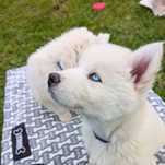 Śnieżnobiała suczka Siberian Husky - Niebieskie Oczy piesek szczenię