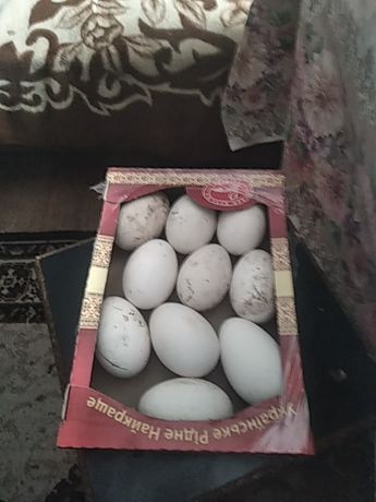 Продам гусині яйця