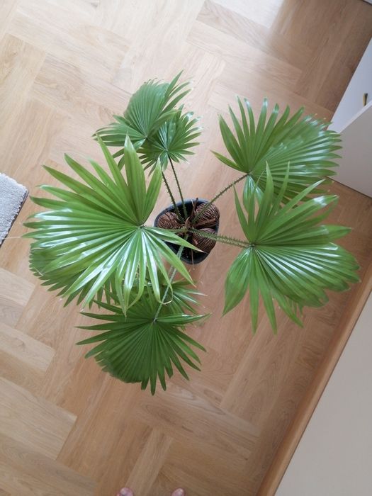 Palma roślina doniczkowa 4 lata