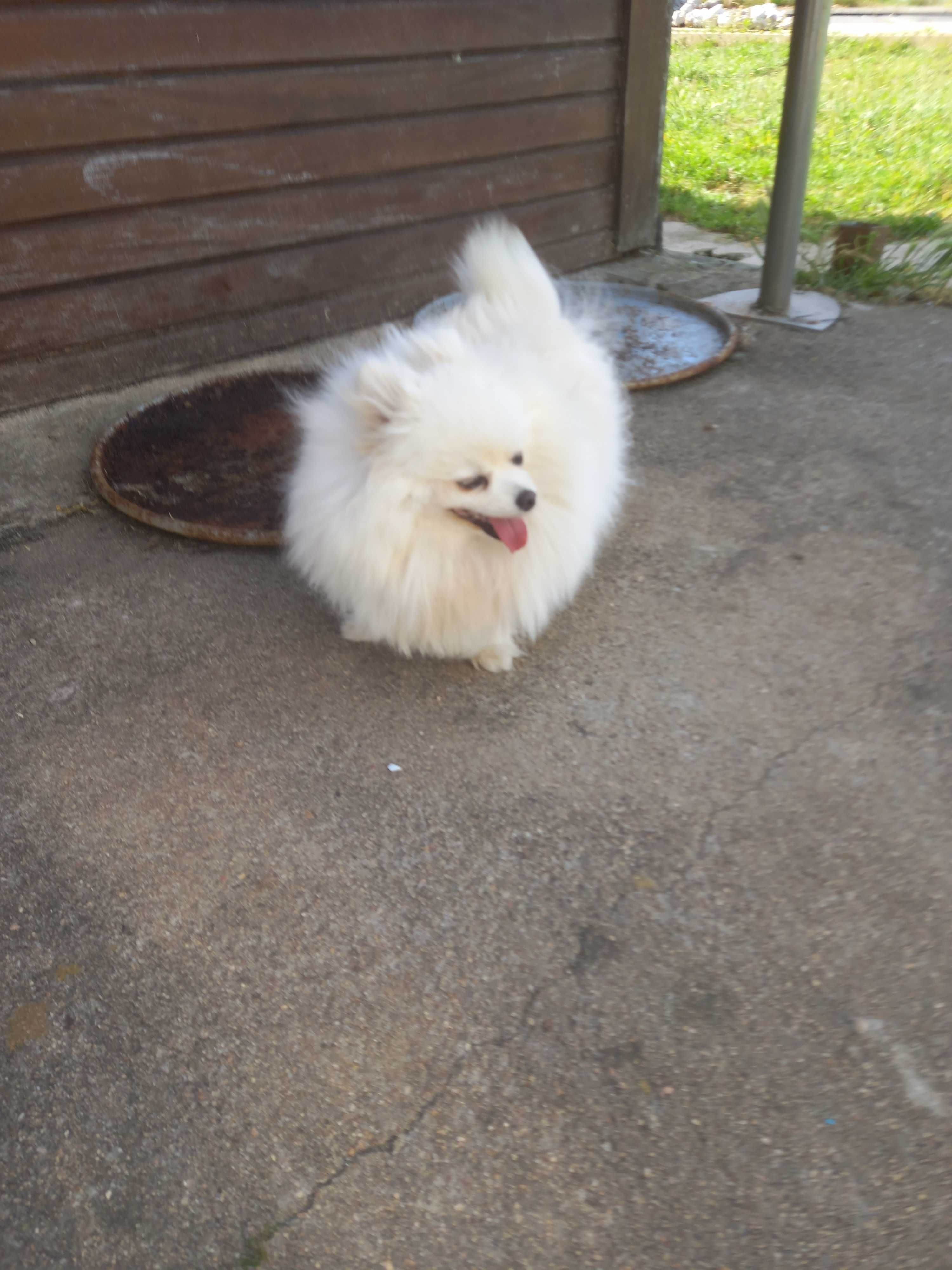 Spitz Pomerânia femia. Com pedigree
