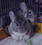 Casal de chinchilas
