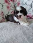 Śliczny szczeniak shih tzu
