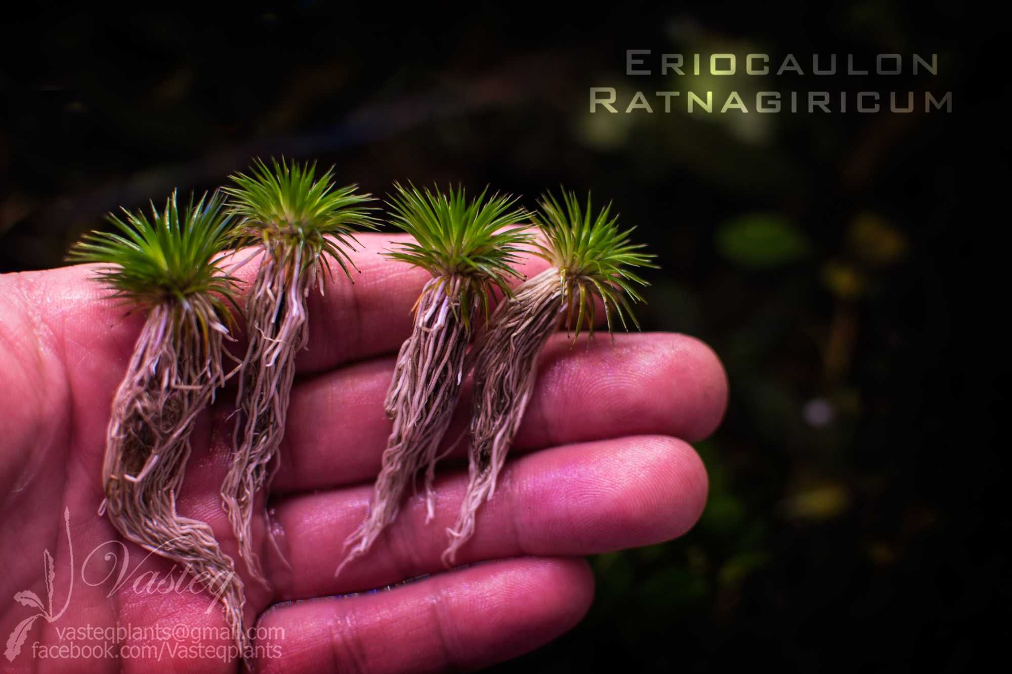 Eriocaulon ratnagiricum MEGA Rarytas !! Od  Vasteq