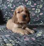 Pies Cocker Spaniel Angielski