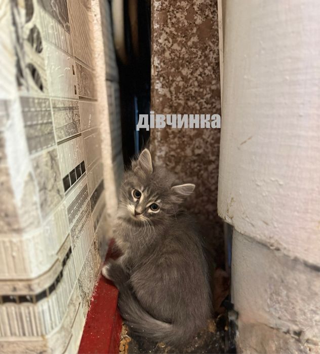 Віддам кошенят у добрі руки